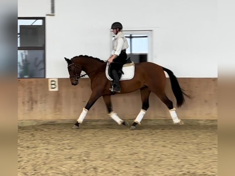 Zangersheider Mare 3 years 15,2 hh Bay-Dark in Grefrath