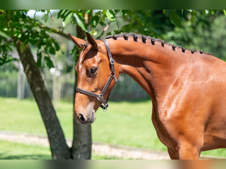 Zangersheider Mare 3 years 15.2 hh Brown in GROTE-BROGEL