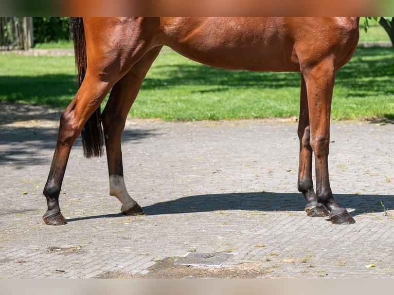 Zangersheider Mare 3 years 15.2 hh Brown in GROTE-BROGEL