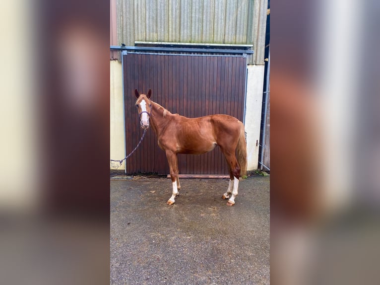 Zangersheider Mare 3 years 15,2 hh Chestnut-Red in Hatten