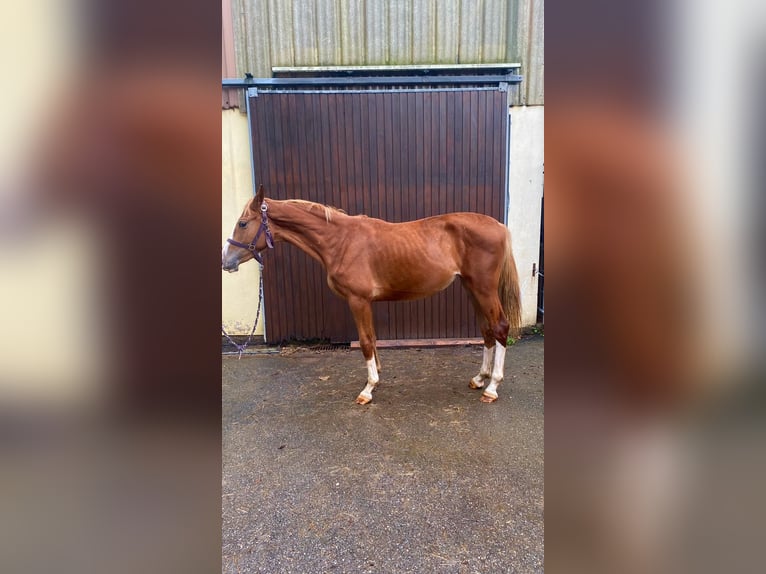 Zangersheider Mare 3 years 15,2 hh Chestnut-Red in Hatten