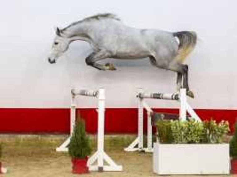 Zangersheider Mare 3 years 15,2 hh Gray in Waddinxveen