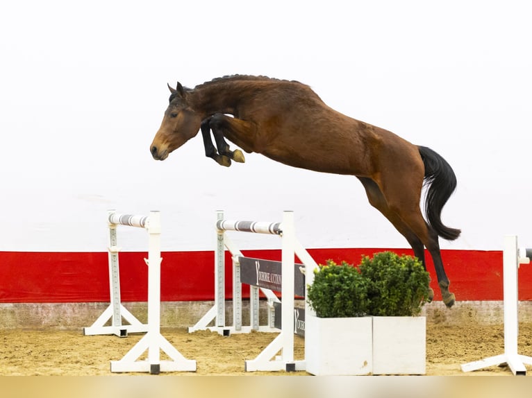 Zangersheider Mare 3 years 15.3 hh  in Waddinxveen