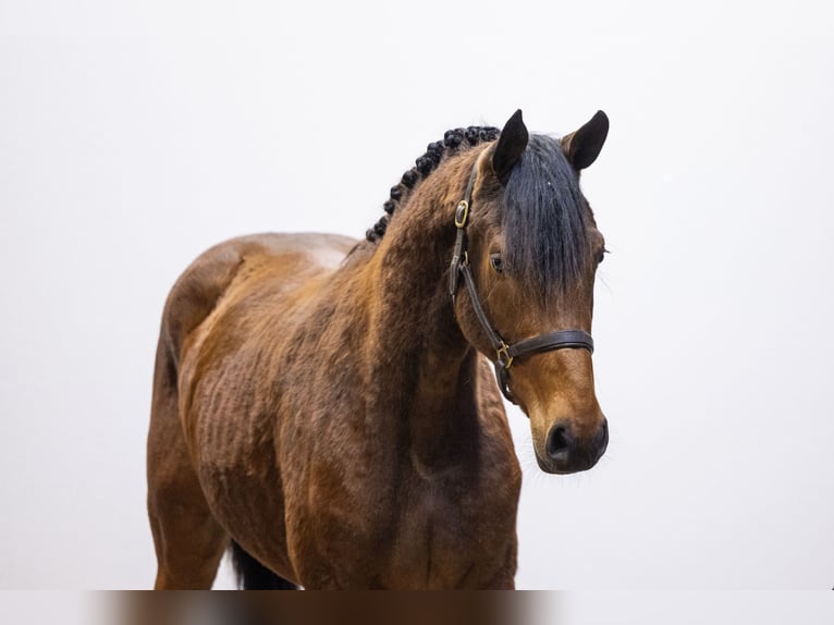 Zangersheider Mare 3 years 15.3 hh  in Waddinxveen