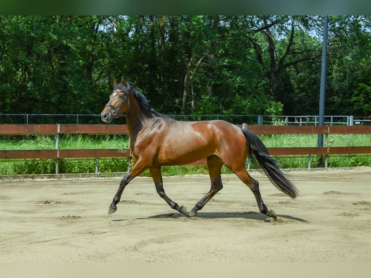 Zangersheider Mare 3 years 15 hh Brown in Berghem