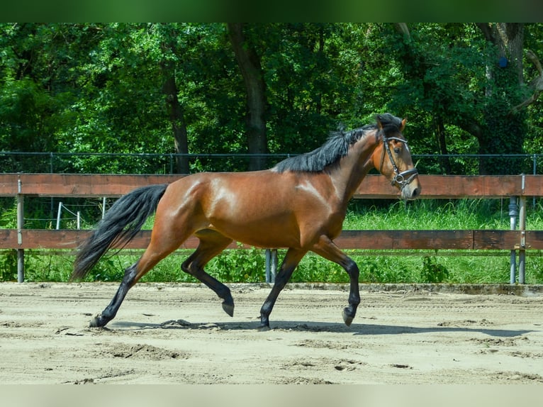Zangersheider Mare 3 years 15 hh Brown in Berghem