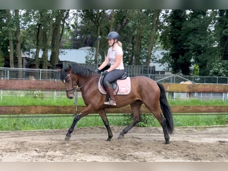 Zangersheider Mare 3 years 15 hh Brown in Berghem