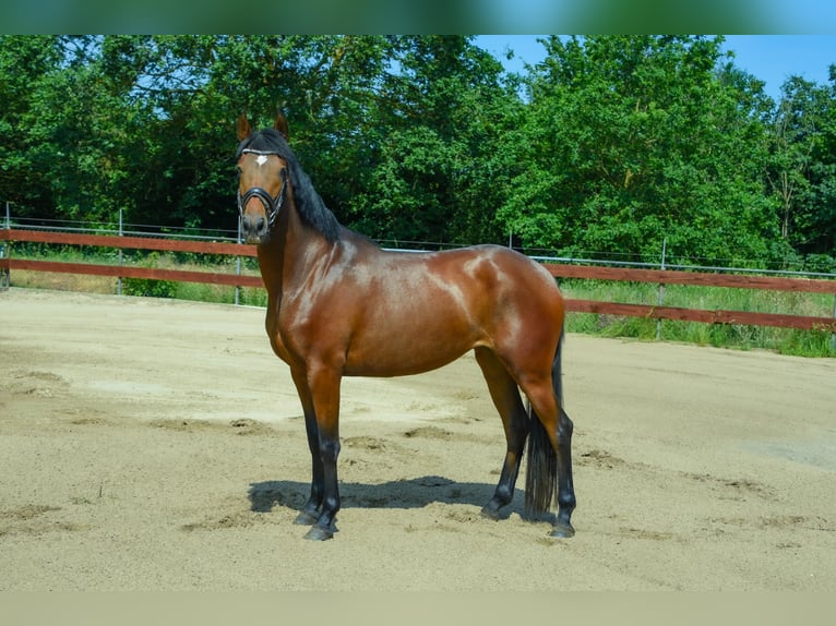 Zangersheider Mare 3 years 15 hh Brown in Berghem
