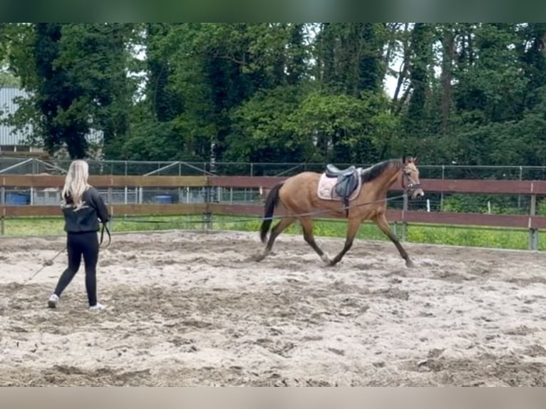 Zangersheider Mare 3 years 15 hh Buckskin in Berghem