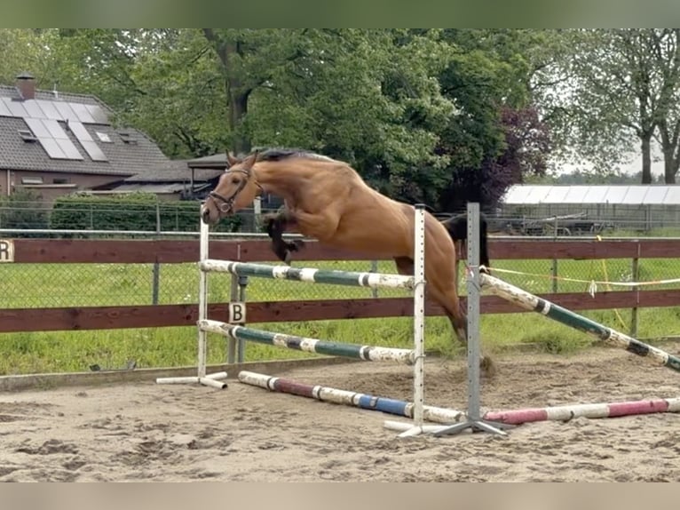 Zangersheider Mare 3 years 15 hh Buckskin in Berghem