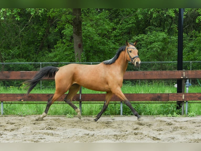 Zangersheider Mare 3 years 15 hh Buckskin in Berghem