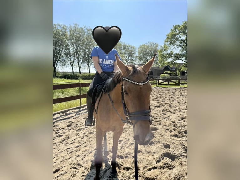 Zangersheider Mare 3 years 15 hh Buckskin in Berghem