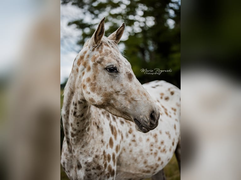 Zangersheider Mare 3 years 15 hh Leopard-Piebald in Beaumont-Pied-de-Buf