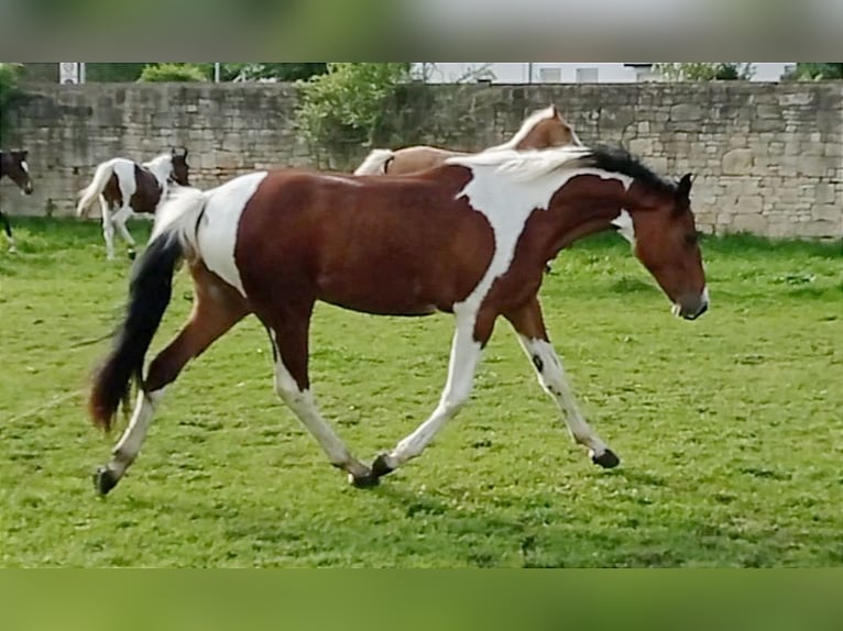 Zangersheider Mare 3 years 15,1 hh Pinto in M&#xFC;cheln (Geiseltal)