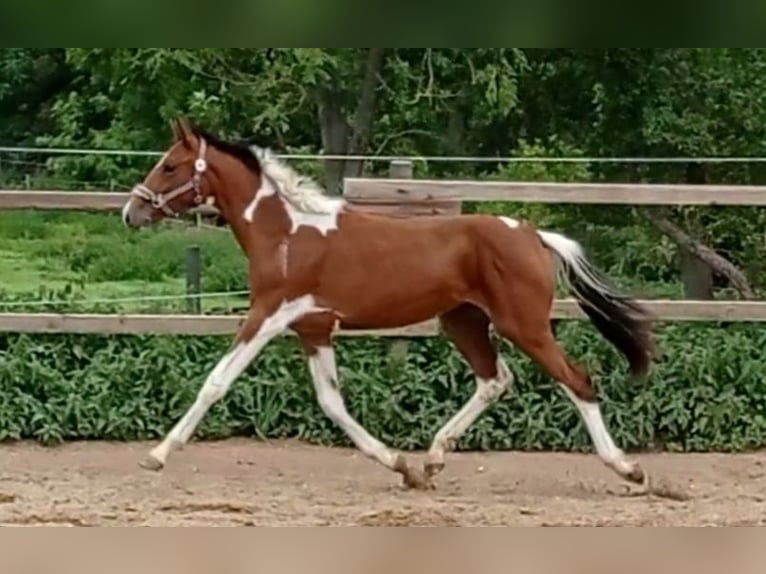 Zangersheider Mare 3 years 15,1 hh Pinto in M&#xFC;cheln (Geiseltal)