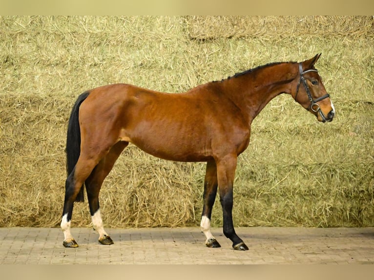 Zangersheider Mare 3 years 15,2 hh Brown in Bladel