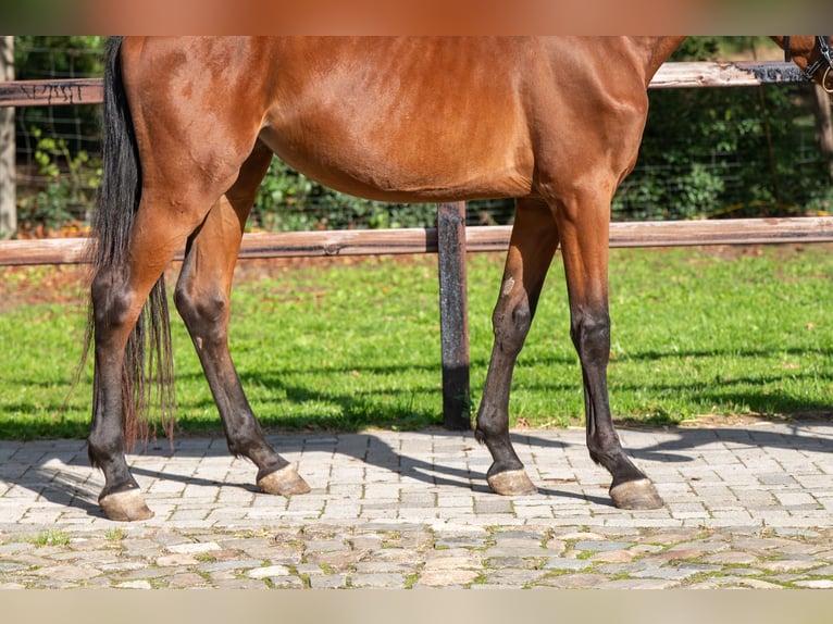 Zangersheider Mare 3 years 15,2 hh Brown in GROTE-BROGEL