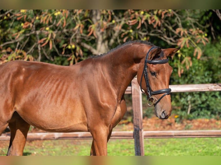 Zangersheider Mare 3 years 15,2 hh Brown in GROTE-BROGEL