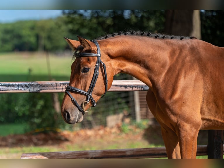 Zangersheider Mare 3 years 15,2 hh Brown in GROTE-BROGEL
