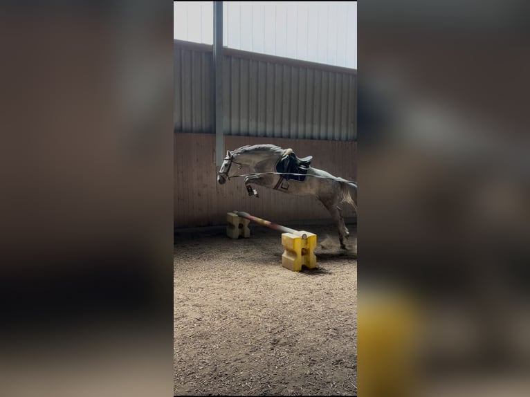 Zangersheider Mare 3 years 15,2 hh Gray in Krempe