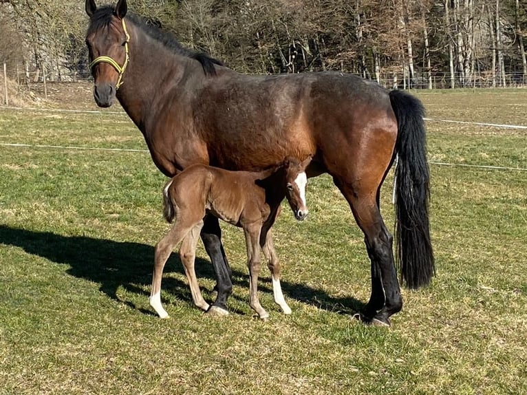 Zangersheider Mare 3 years 15,2 hh Gray in Krempe