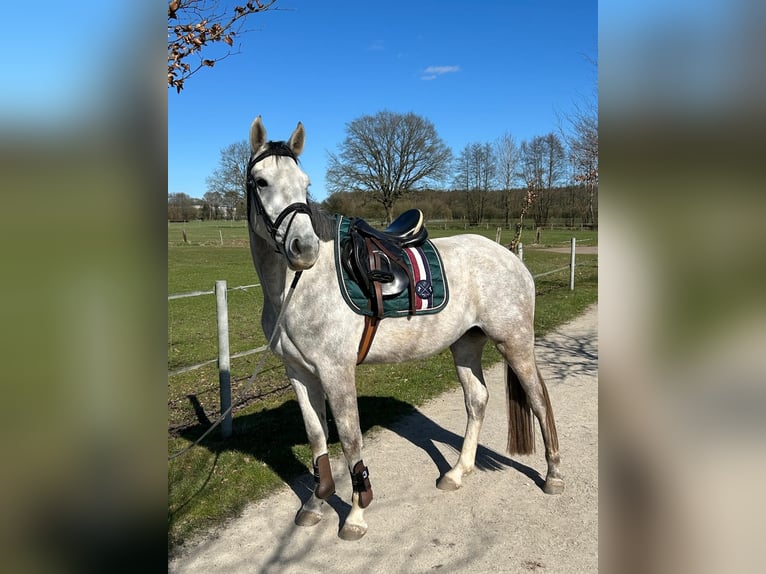 Zangersheider Mare 3 years 15,2 hh Gray in Krempe