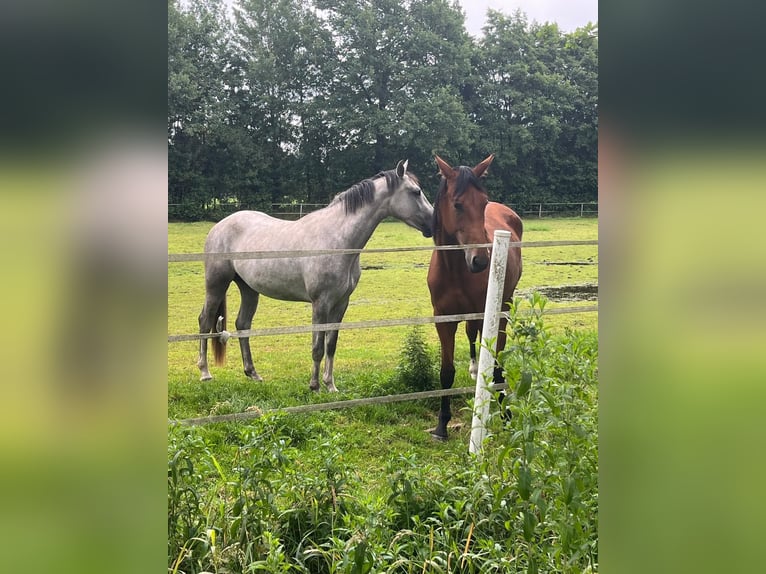 Zangersheider Mare 3 years 15,2 hh Gray in Krempe