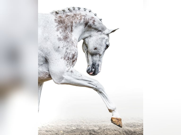 Zangersheider Mare 3 years 15,2 hh Gray in Krempe