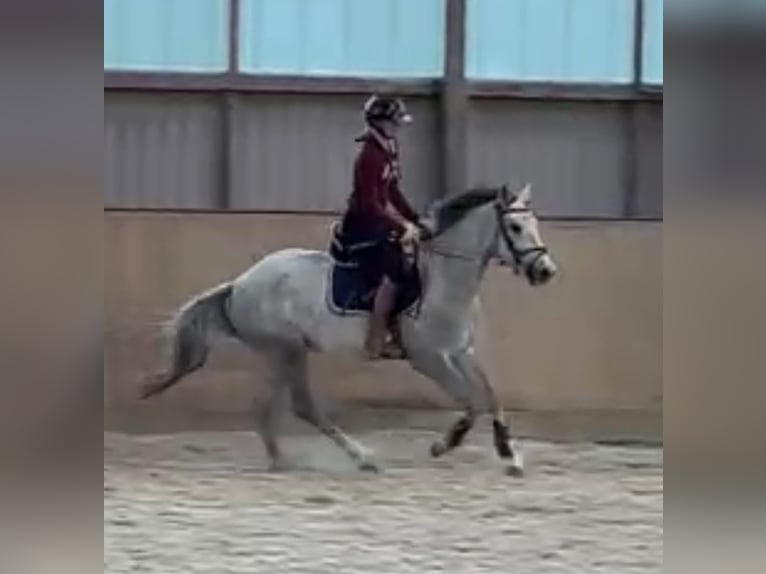 Zangersheider Mare 3 years 15,2 hh Gray in Krempe