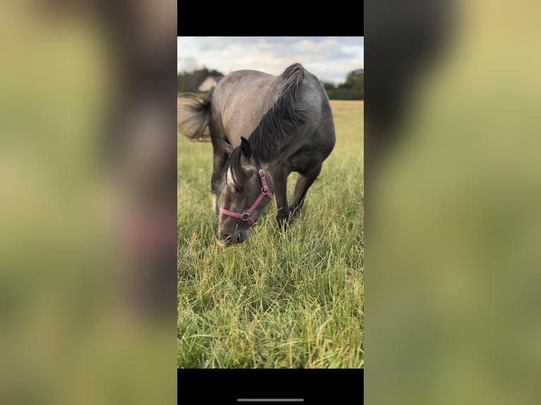 Zangersheider Mare 3 years 15,2 hh Grey in Jarosławiec