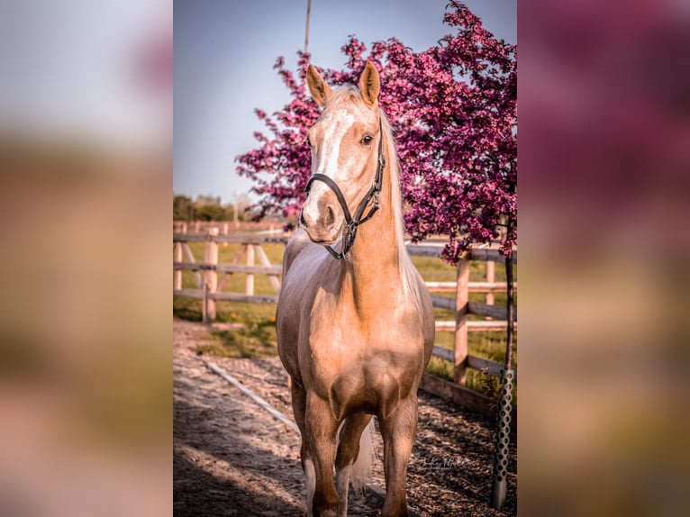 Zangersheider Mare 3 years 15,2 hh Palomino in Neukirchen-Vluyn