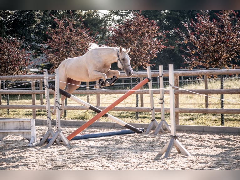 Zangersheider Mare 3 years 15,2 hh Palomino in Neukirchen-Vluyn