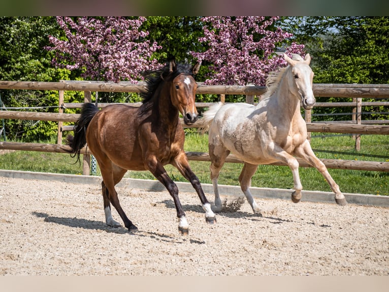 Zangersheider Mare 3 years 15,2 hh Palomino in Neukirchen-Vluyn