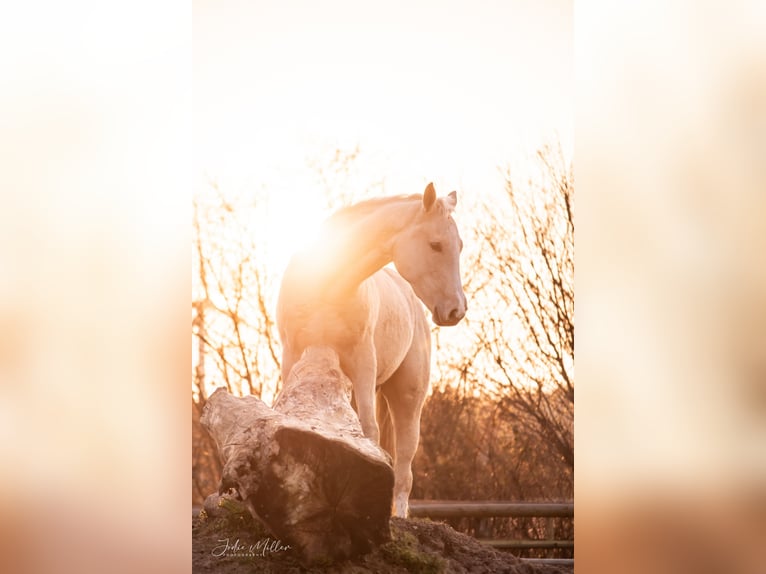 Zangersheider Mare 3 years 15,2 hh Palomino in Neukirchen-Vluyn