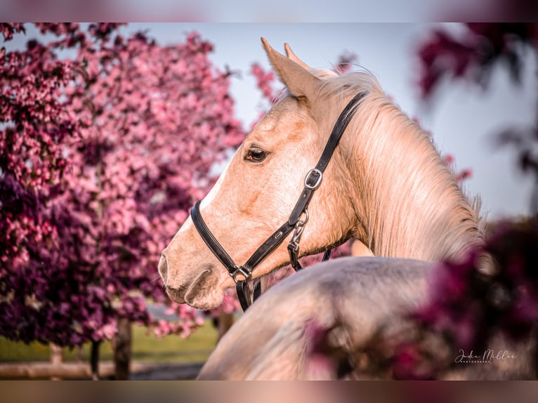 Zangersheider Mare 3 years 15,2 hh Palomino in Neukirchen-Vluyn
