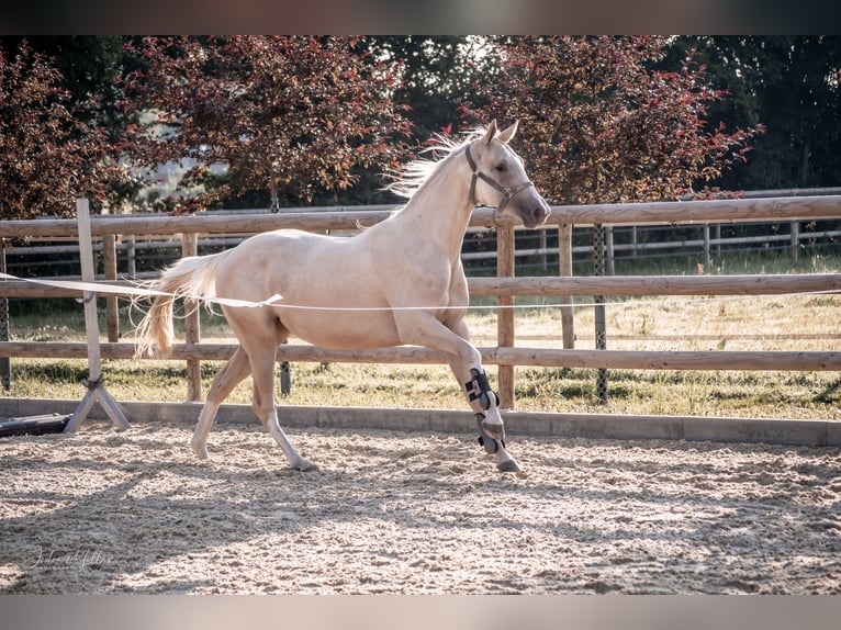 Zangersheider Mare 3 years 15,2 hh Palomino in Neukirchen-Vluyn