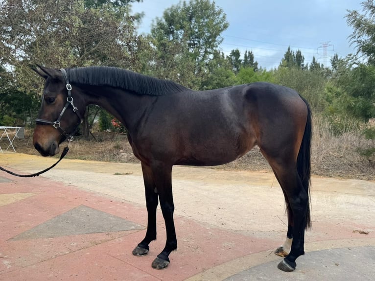 Zangersheider Mare 3 years 15,3 hh Brown in PORTUGAL