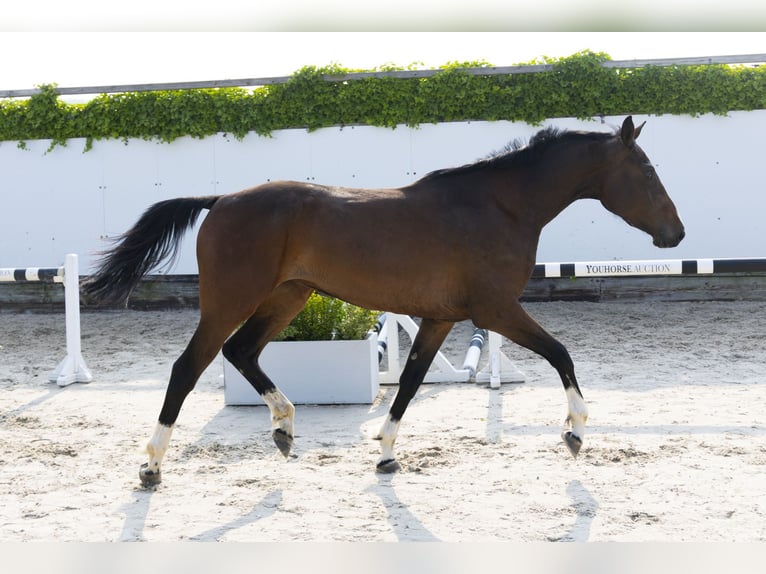Zangersheider Mare 3 years 15,3 hh Brown in Waddinxveen
