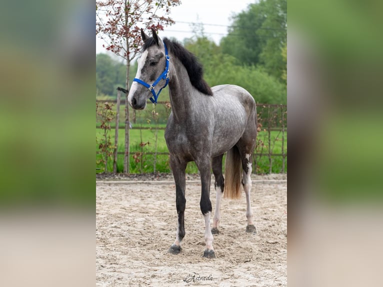 Zangersheider Mare 3 years 15,3 hh Gray in Bladel
