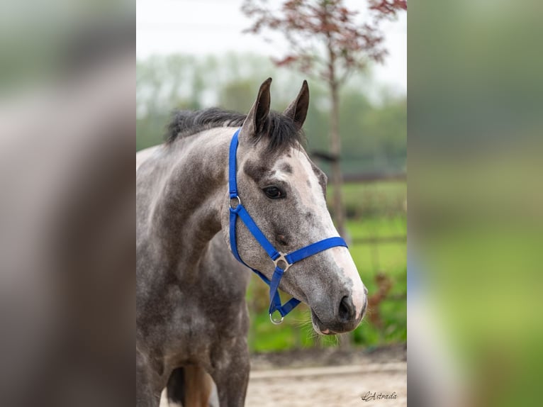 Zangersheider Mare 3 years 15,3 hh Gray in Bladel