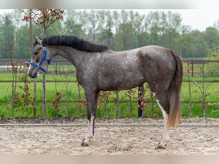 Zangersheider Mare 3 years 15,3 hh Gray in Bladel