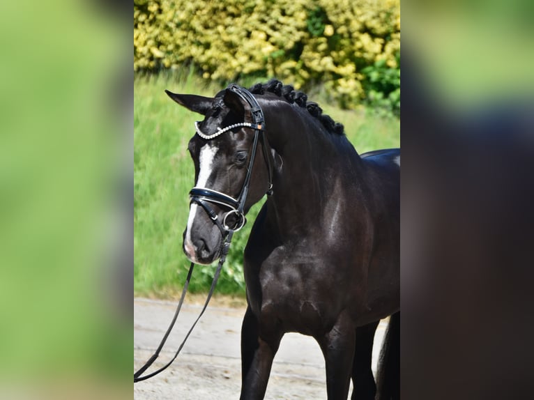 Zangersheider Mare 3 years 16.1 hh Black in Fürstenau