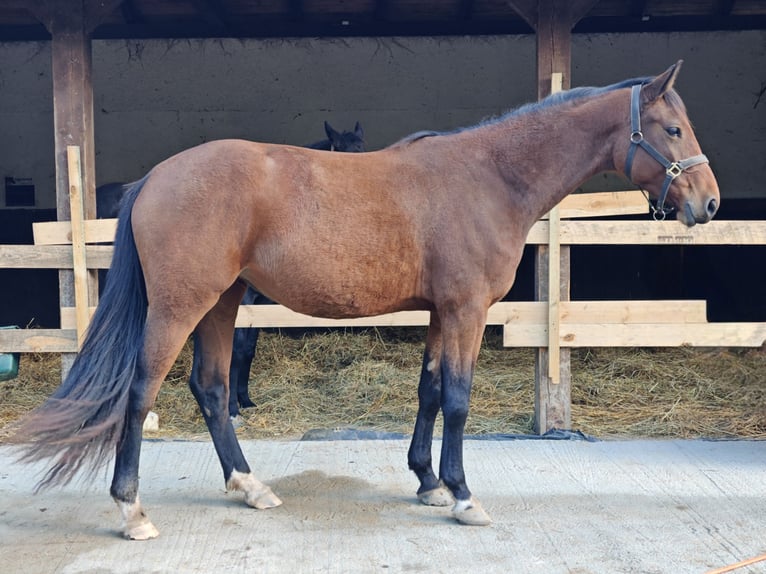 Zangersheider Mare 3 years 16.1 hh Brown in Młyn Dolny