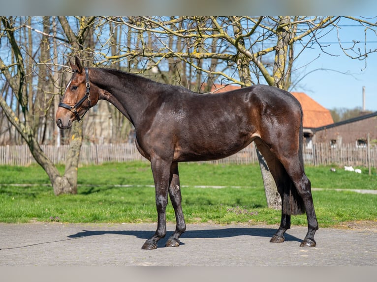Zangersheider Mare 3 years 16.1 hh  in GROTE-BROGEL