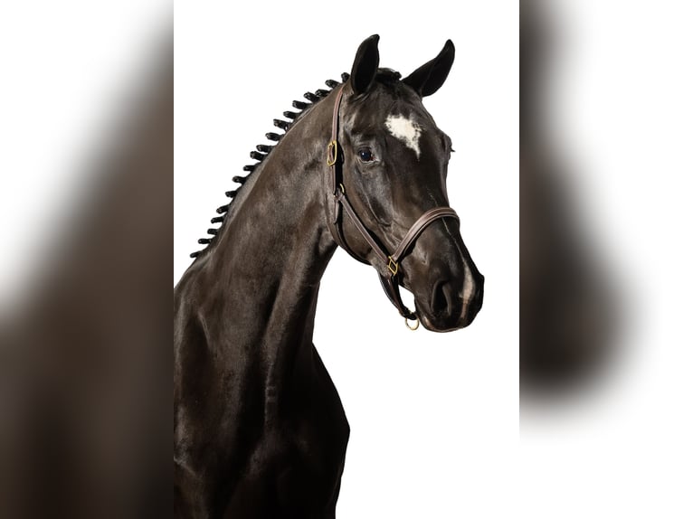 Zangersheider Mare 3 years 16,1 hh Smoky-Black in Ommen