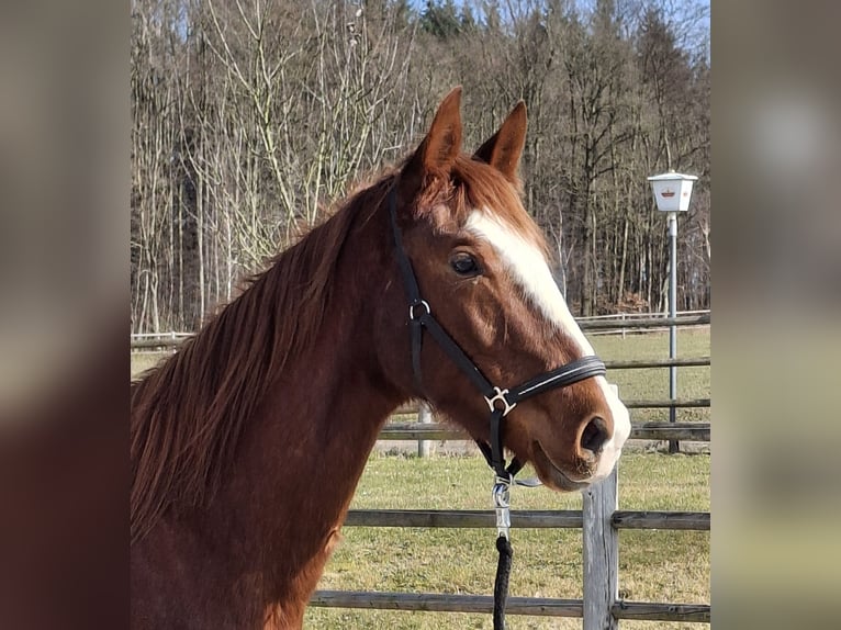 Zangersheider Mare 3 years 16,2 hh Chestnut-Red in Kurtscheid