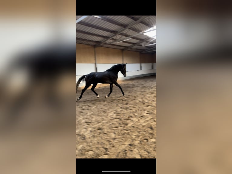 Zangersheider Mare 3 years 16,2 hh Gray-Dark-Tan in Hennef