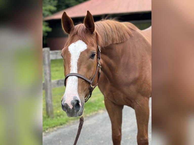 Zangersheider Mare 3 years 16,3 hh Chestnut-Red in Rhede