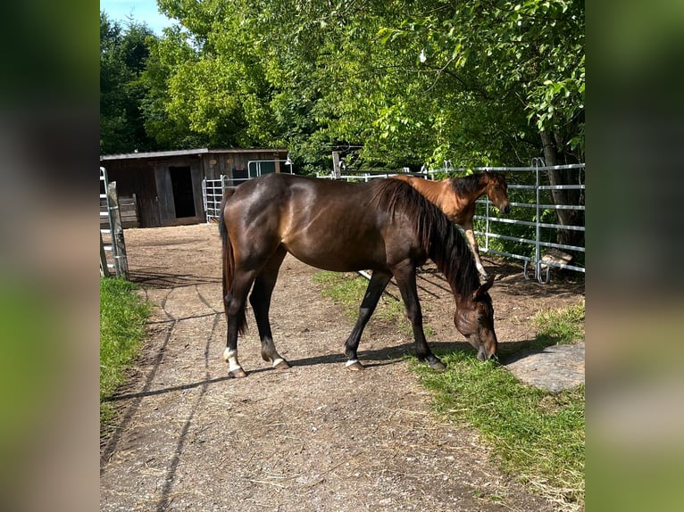 Zangersheider Mare 3 years 16 hh Bay-Dark in Dorfgastein