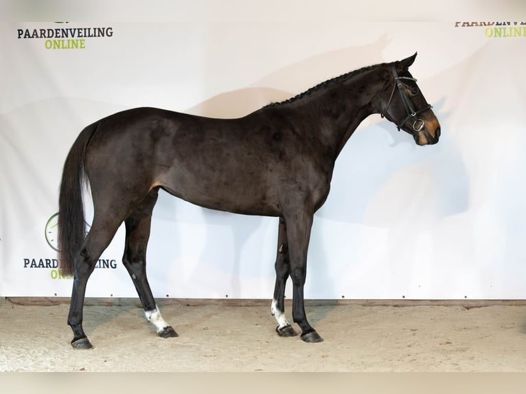 Zangersheider Mare 3 years 16 hh Bay-Dark in Heerde